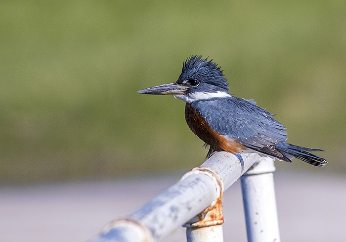 martin pescador grande (Ringed Kingfisher) Megaceryle torquata