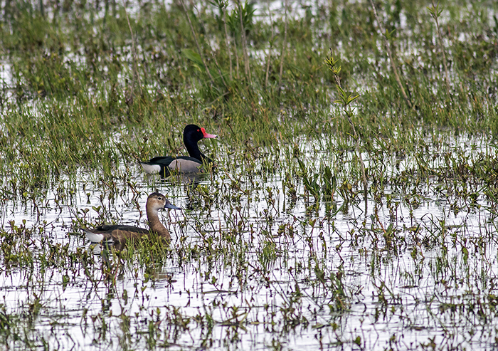 pato picazo (Rosy-billed Pochard aka Rosybill) Netta peposaca