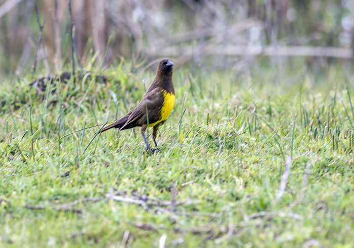 pecho amarillo común (Brown-and-yellow Marshbird) Pseudoleistes virescens