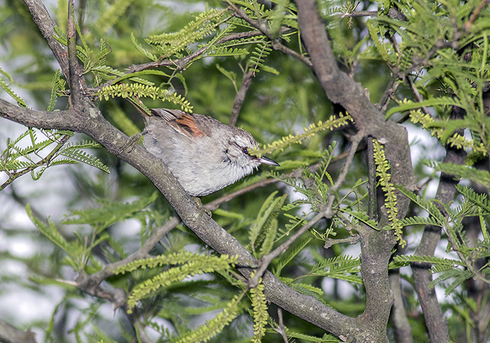 curutié blanco (Stripe-crowned Spinetail) Cranioleuca pyrrhophia