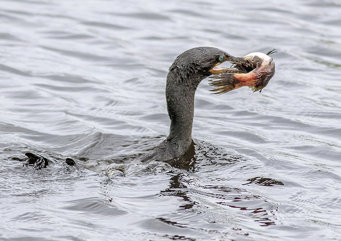 151101 bigua feeding 2 Ceibas Entre Rios