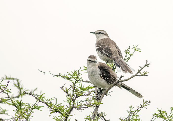 151101 calandria 3 Ceibas Entre Rios