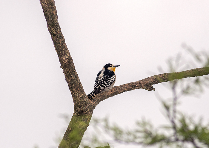 151101 carpintero de cardon hembra Ceibas Entre Rios