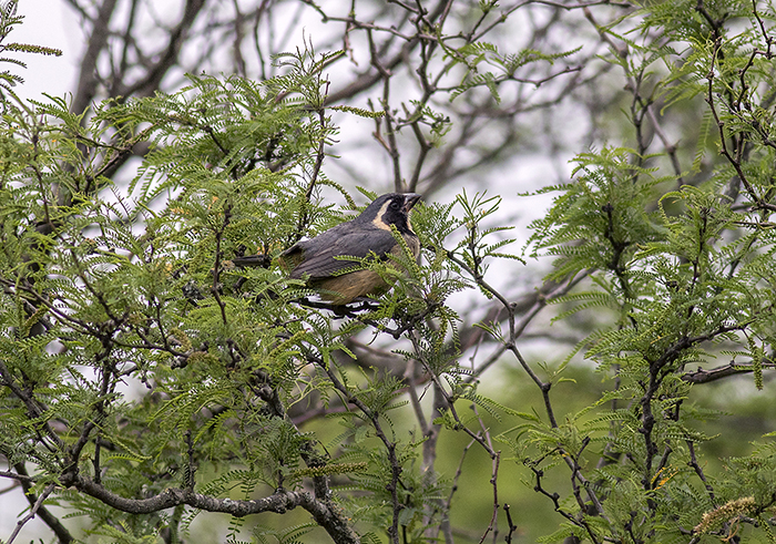 151101 pepitero gris Ceibas Entre Rios