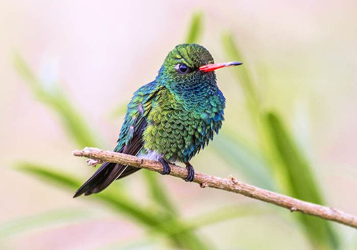 151101 picaflor comun 2 (glittering-bellied-emerald) Ceibas Entre Rios