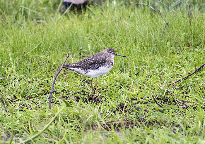 151101 pitotoy solitario Ceibas Entre Rios