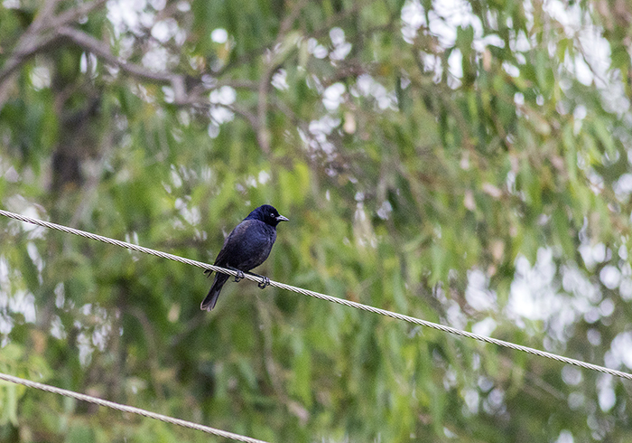 151101 tordo pico corto (screaming cowbird) Ceibas Entre Rios