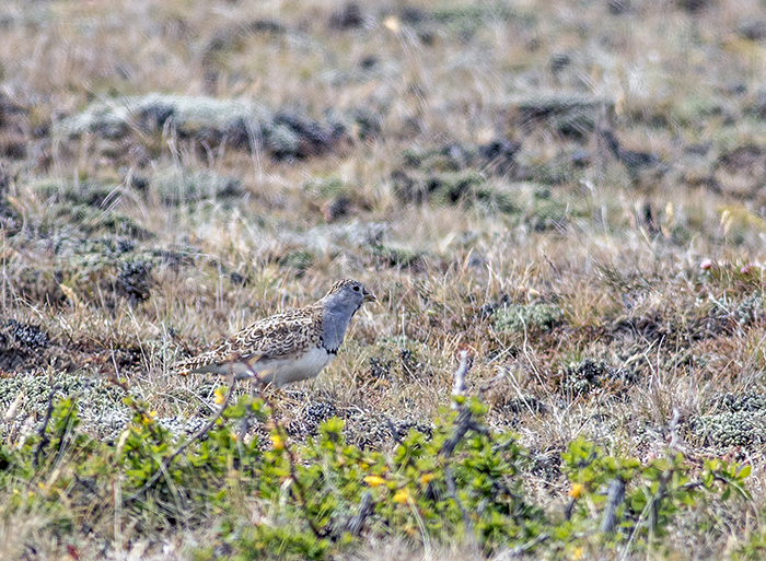 agachona chica (Least Seedsnipe) Thinocorus rumicivorus