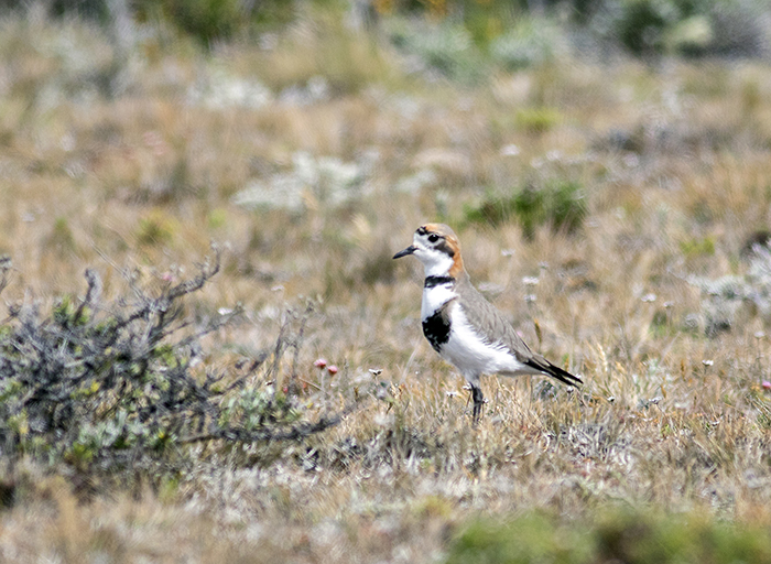 chorlito doble collar (Two-banded Plover) Charadrius falklandicus