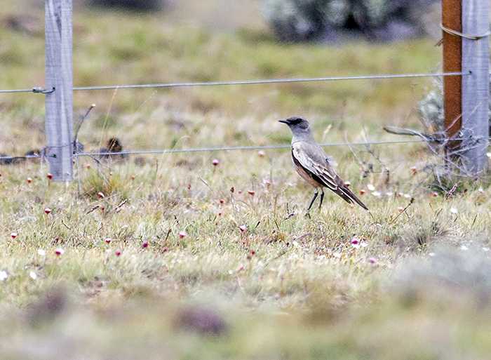 monjita chocolate (Chocolate-vented Tyrant) Neoxolmis rufiventris