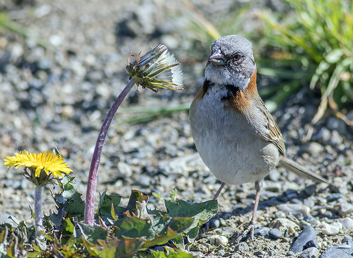 chingolo (Rufous-collared Sparrow) Zonotrichia capensis