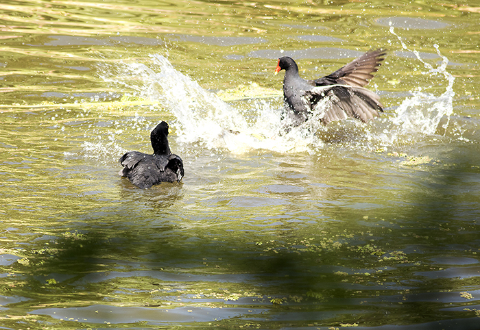 160113 coots and moorhen 2 RECS