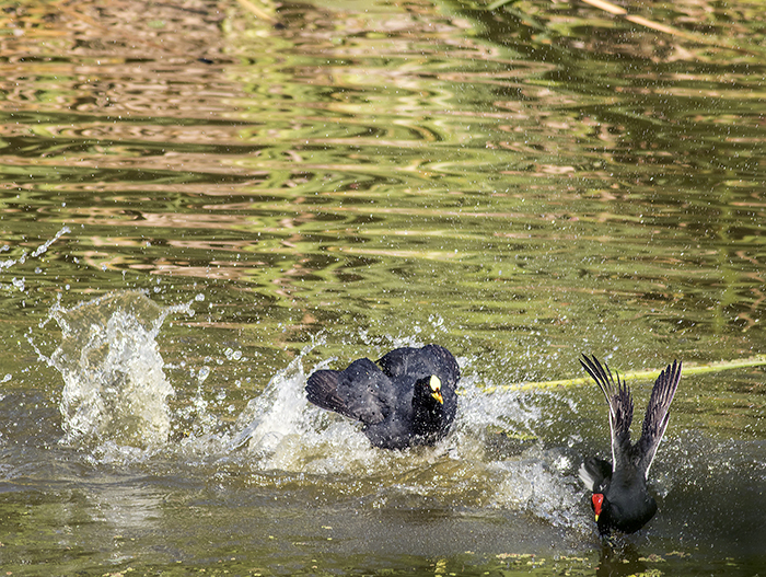 160113 coots and moorhen 3 RECS