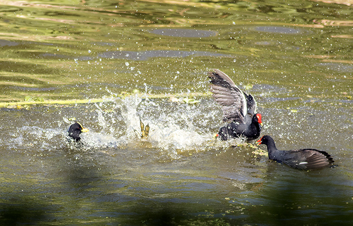 160113 coots and moorhen RECS