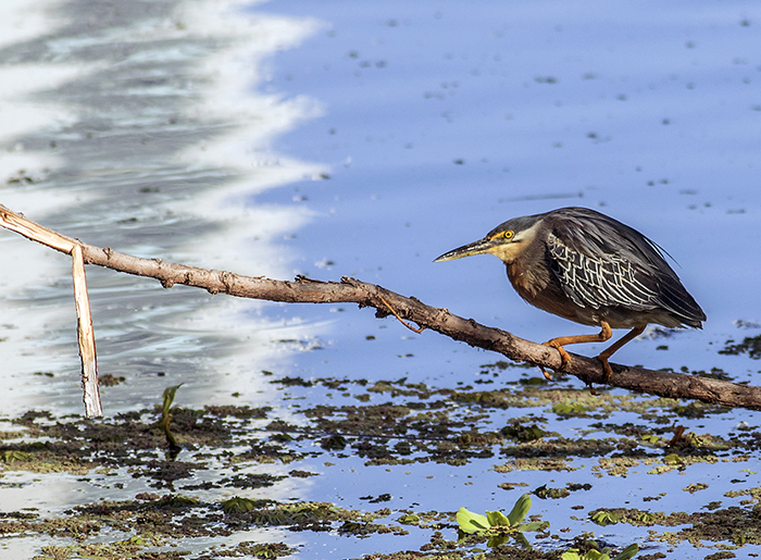 160113 striated heron RECS