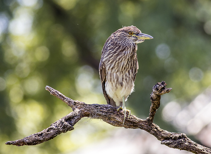 160113 striated heron Zoo BA