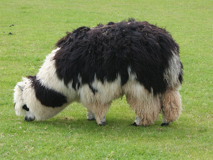 alpaca from wikipedia