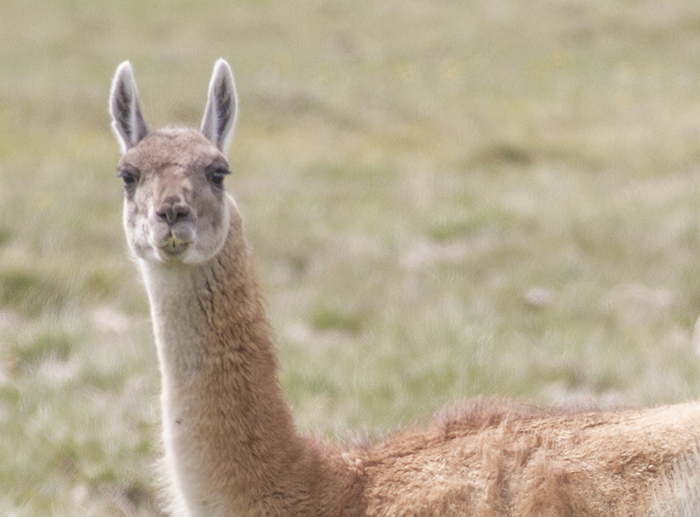 guanaco