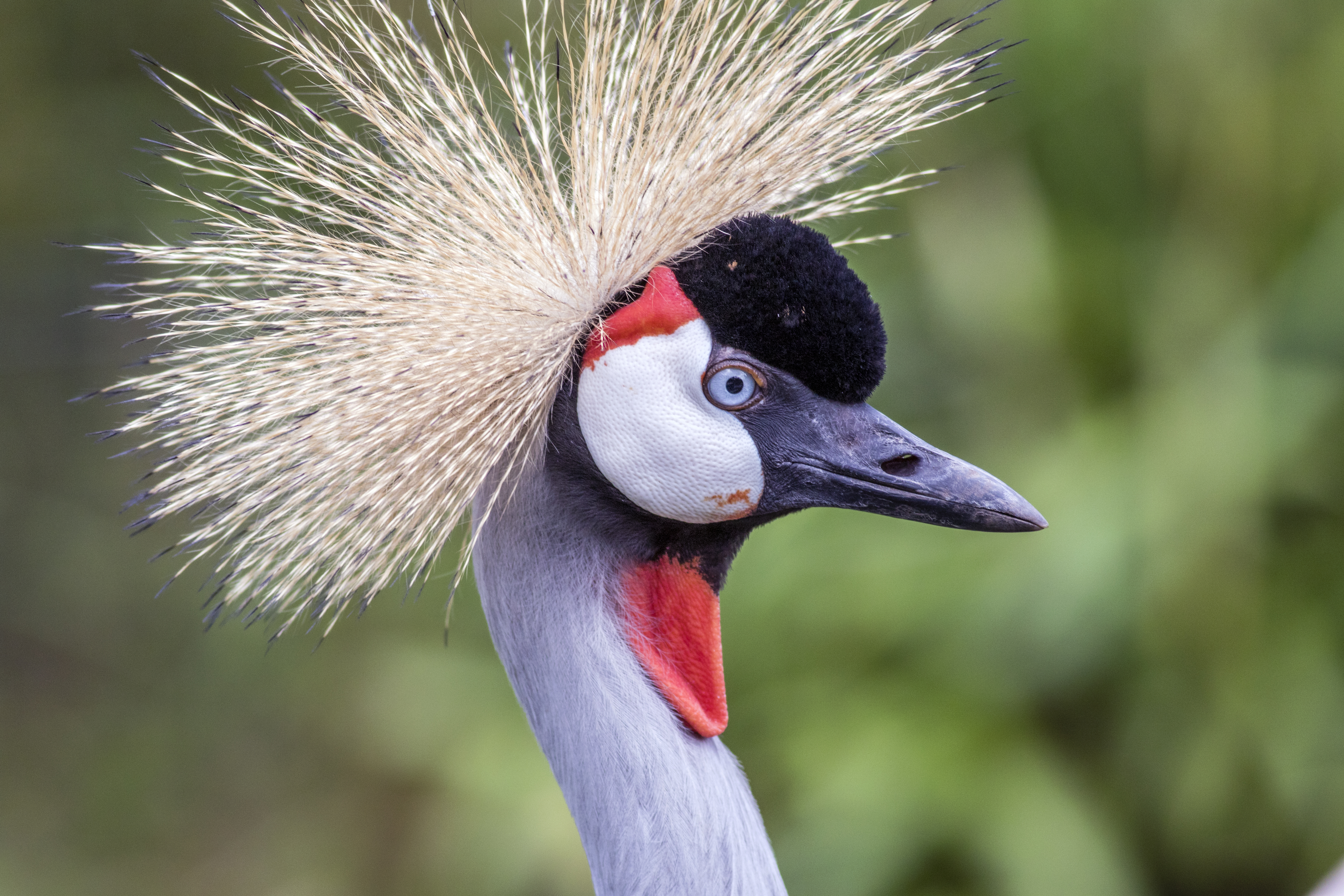 150807 Grey-crowned crane 2 Martin Mere