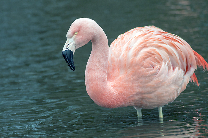 160129 chilean flamingo 2 Martin Mere