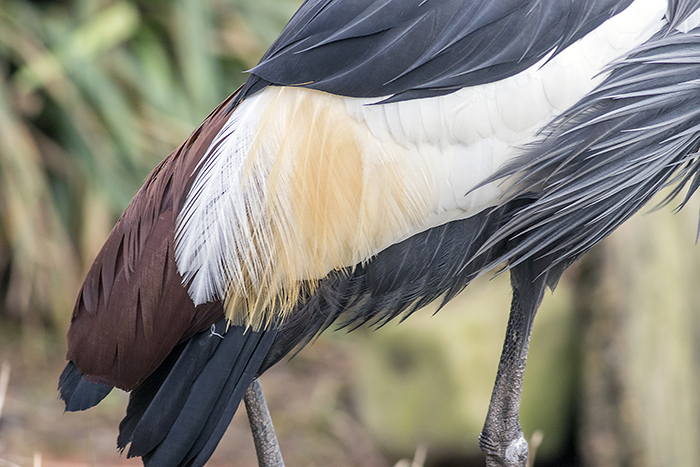 160129 grey crowned crane feathers Martin Mere