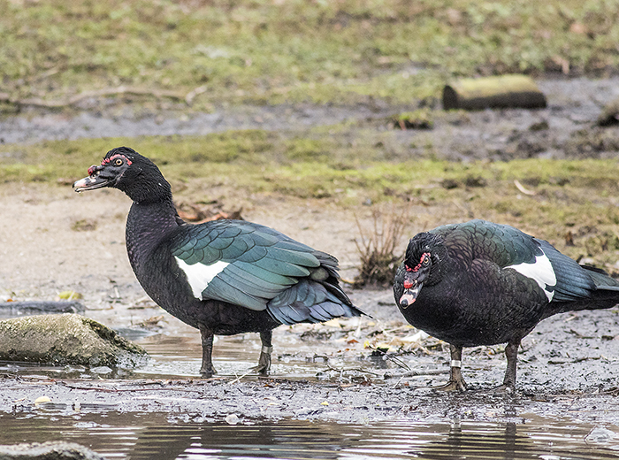 160129 muscovy ducks 2 Martin Mere