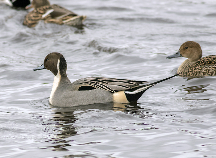 160129 northern pintail Martin Mere