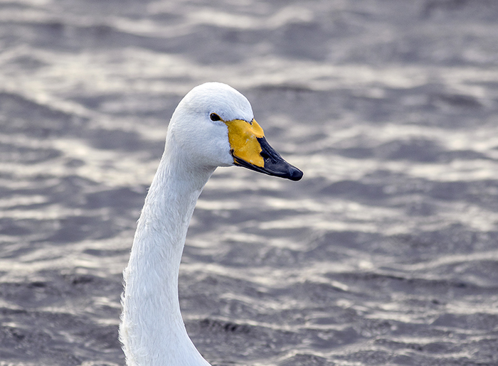 160129 whooper swan 2 Martin Mere