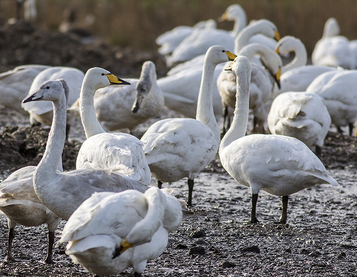 160129 whooper swans 1 Martin Mere