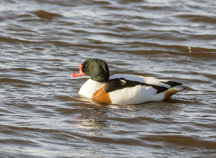 160215 common shelduck Martin Mere