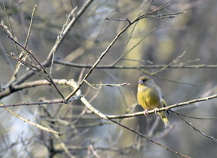 160215 greenfinch Martin Mere