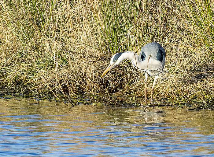 160215 grey heron Martin Mere