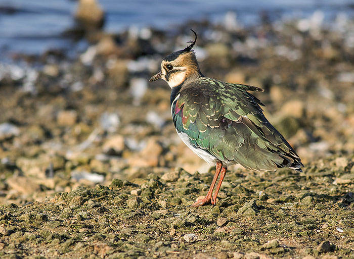 160215 lapwing Martin Mere