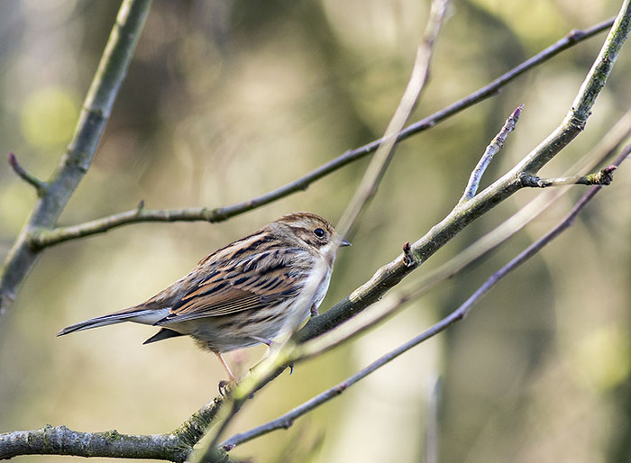 160215 reed bunting female Martin Mere