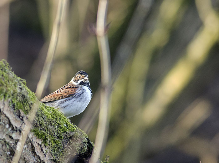 160215 reed bunting male Martin Mere