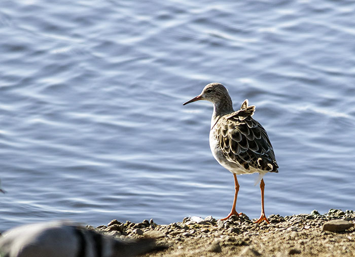 160215 ruff 4 Martin Mere