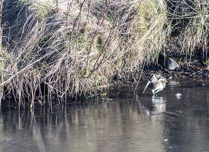 160215 snipe 2 Martin Mere