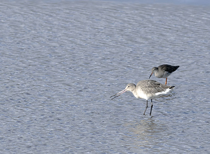 160218 black-tailed godwit 3 RSPB Leighton Moss