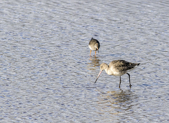 160218 black-tailed godwit RSPB Leighton Moss