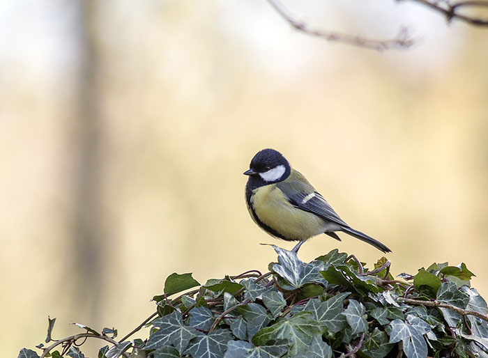 160218 great tit RSPB Leighton Moss