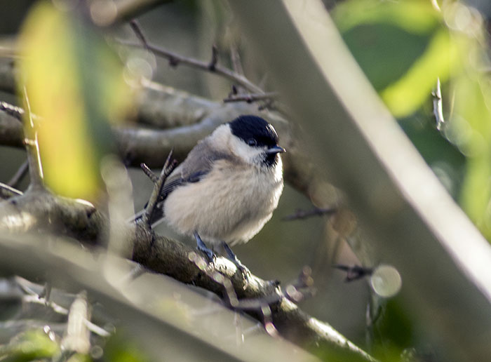 160218 marsh tit 2 RSPB Leighton Moss