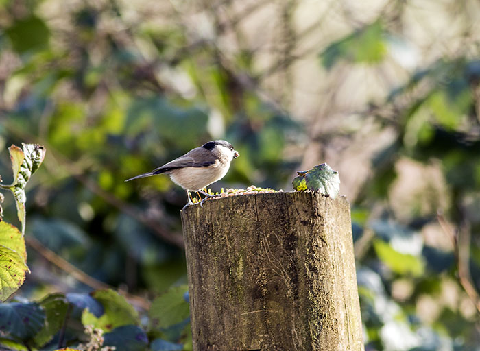 160218 marsh tit RSPB Leighton Moss