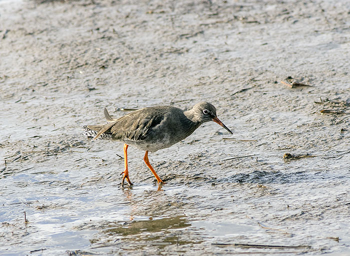 160218 redshanks 10 RSPB Leighton Moss