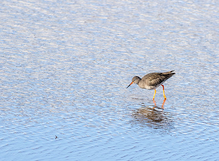 160218 redshanks 34 RSPB Leighton Moss