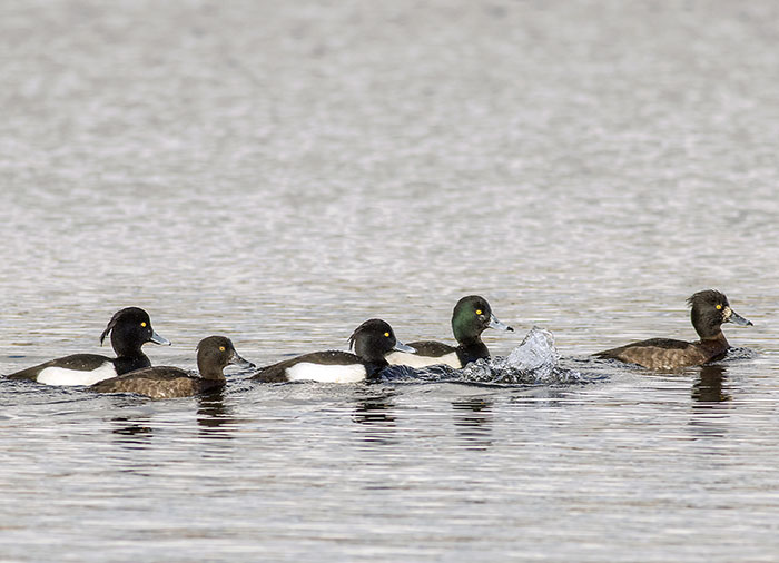 160218 tufted duck 12 RSPB Leighton Moss