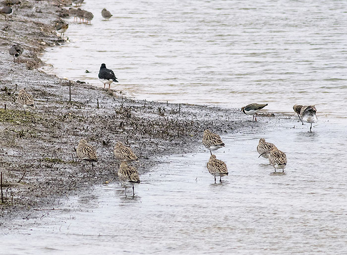 160221 curlew Tophill Low