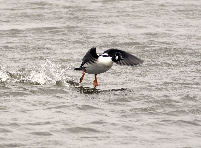 160221 golden eye 2 Tophill Low