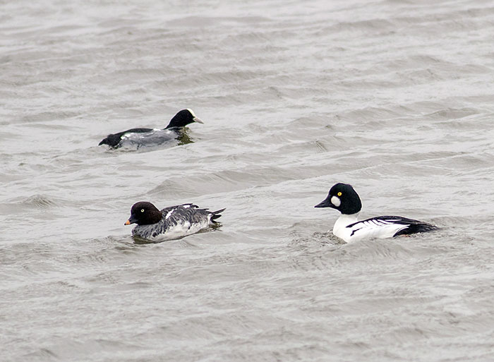 160221 male and juv female golden eye Tophill Low