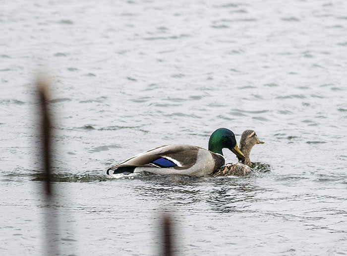 160221 mallard woohoo Tophill Low