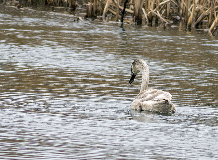160221 mute swan juv 2 Tophill Low